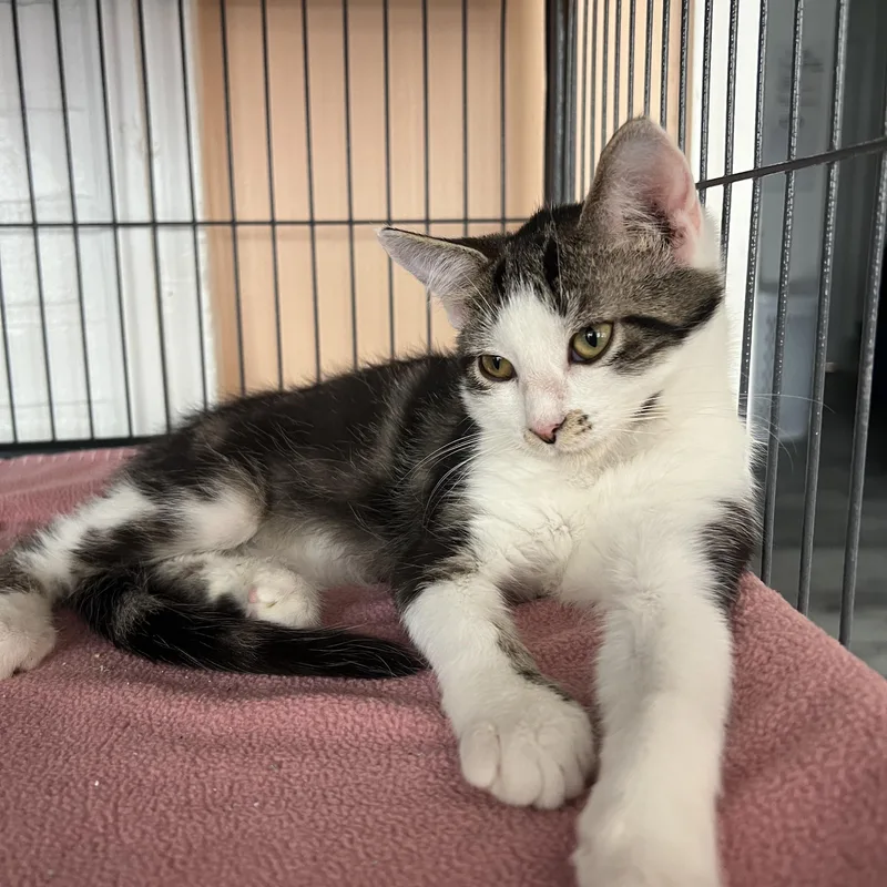 A baby small-sized male Domestic Short Hair cat named Kobe for adoption in Altoona, PA
