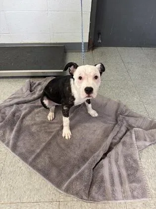A baby medium-sized male Pit Bull Terrier dog named Titan for adoption in Port Allen, LA