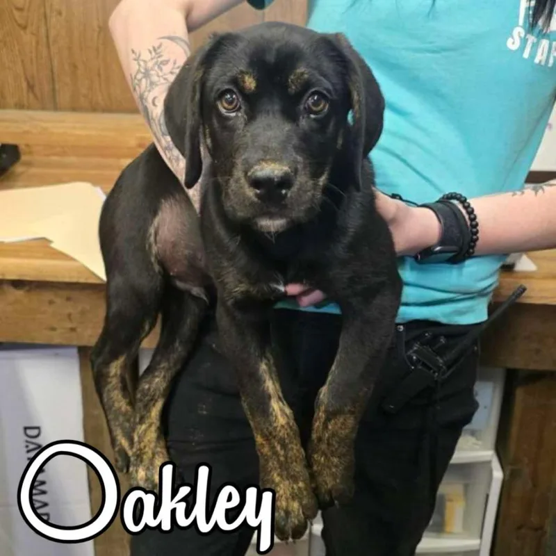 Oakley