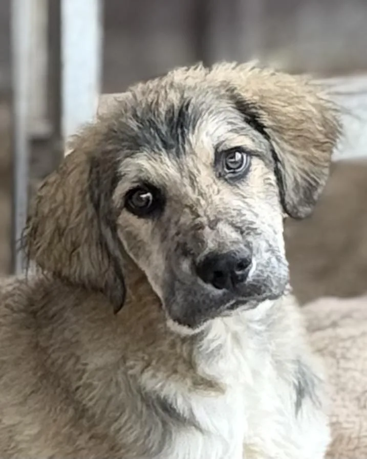 A baby large-sized male Saint Bernard dog named Jupiter for adoption in South Saint Paul, MN