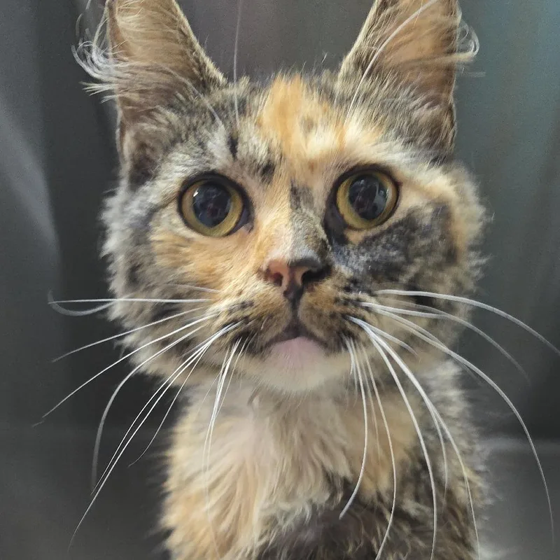 A young small-sized female Black Domestic Medium Hair cat named Olive Oil for adoption in Yanceyville, NC