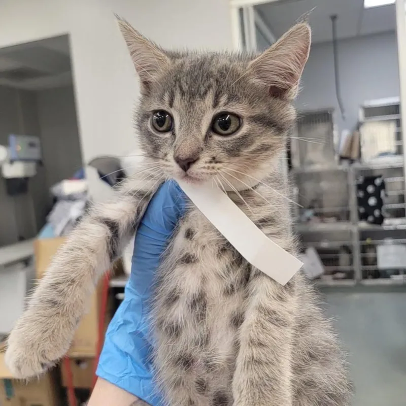 A baby small-sized female Gray / Blue / Silver Domestic Short Hair cat named Clawra Schuma for adoption in Westminster, CA