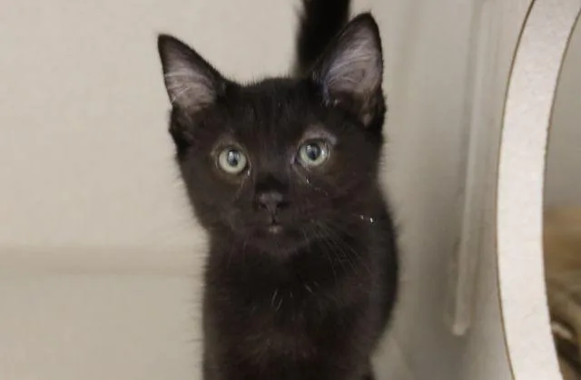 A baby small-sized female Domestic Short Hair cat named Raven for adoption in Tucson, AZ
