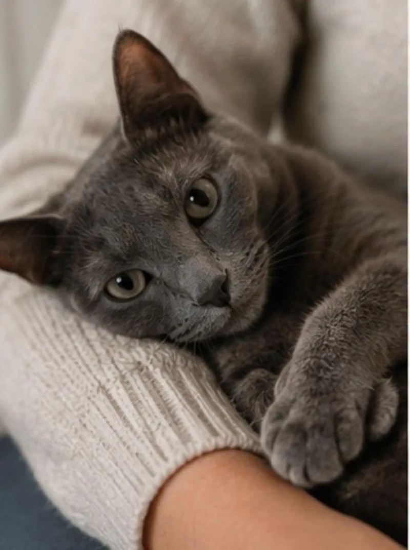 A young medium-sized female Gray / Blue / Silver Domestic Short Hair cat named Rosalina for adoption in Joliet, IL