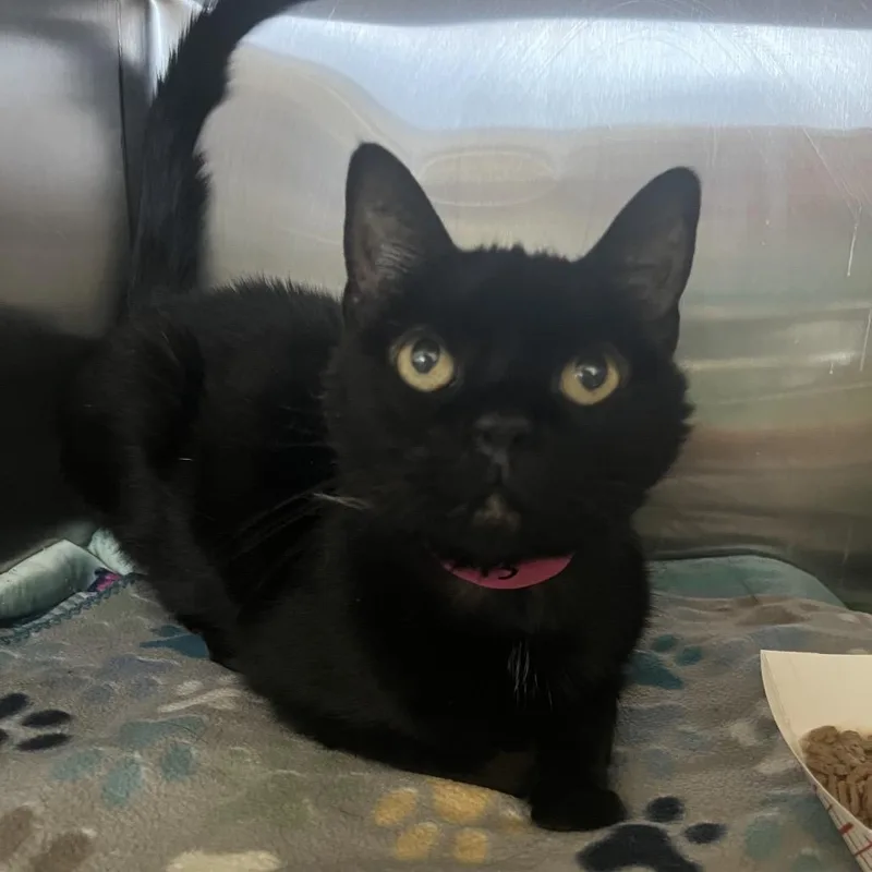 A senior medium-sized female Black Domestic Short Hair cat named Abby for adoption in Lakeland, FL