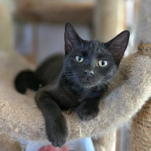 A baby small-sized female Bombay cat named Latoya for adoption in Knoxville, TN