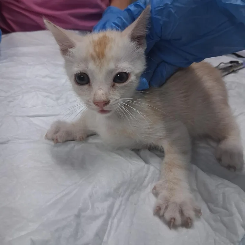 A baby small-sized male Orange / Red Domestic Short Hair cat named Sun for adoption in Summerville, SC