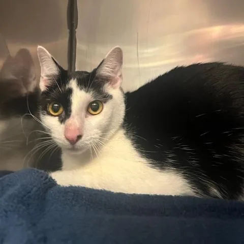 An adult medium-sized male White Domestic Short Hair cat named Stanley for adoption in Lake Panasoffkee, FL