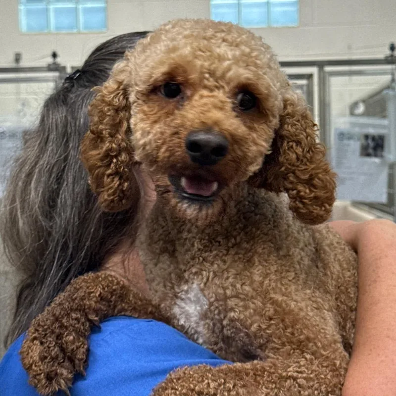 An adult medium-sized male Red / Chestnut / Orange Miniature Poodle dog named MONTStray for adoption in Perkiomenville, PA