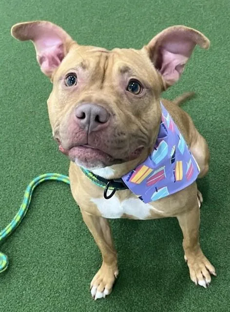 An adult medium-sized female Terrier dog named Manila for adoption in Olivette, MO