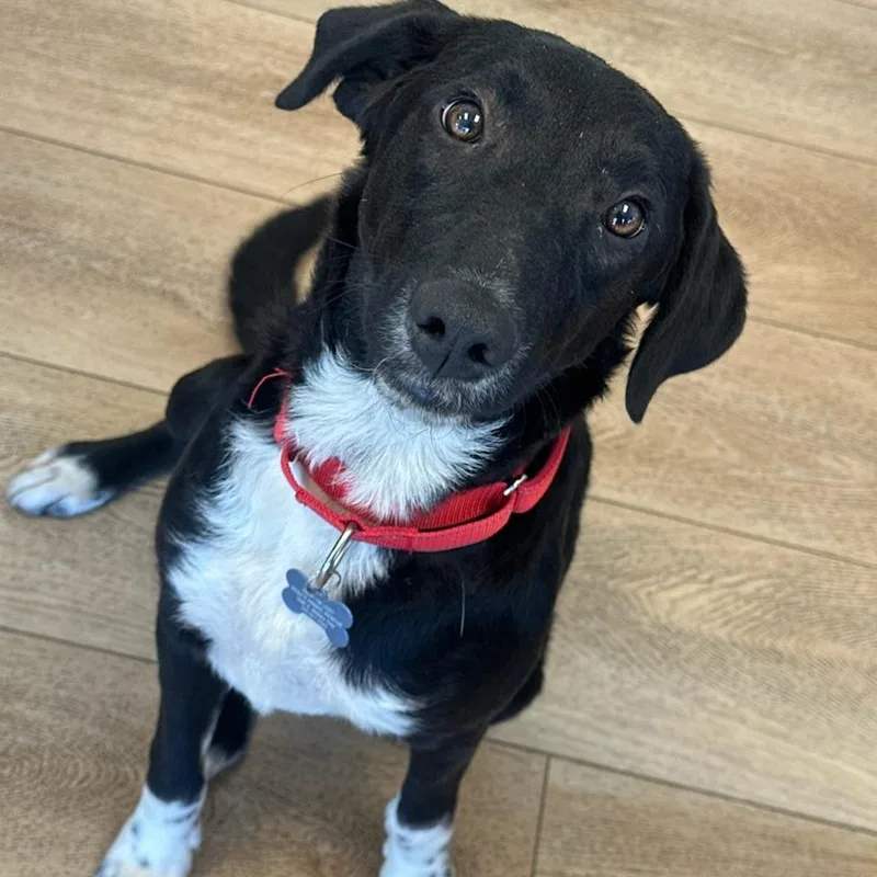 A young medium-sized female Black Labrador Retriever dog named Peppa for adoption in Chesapeake, VA