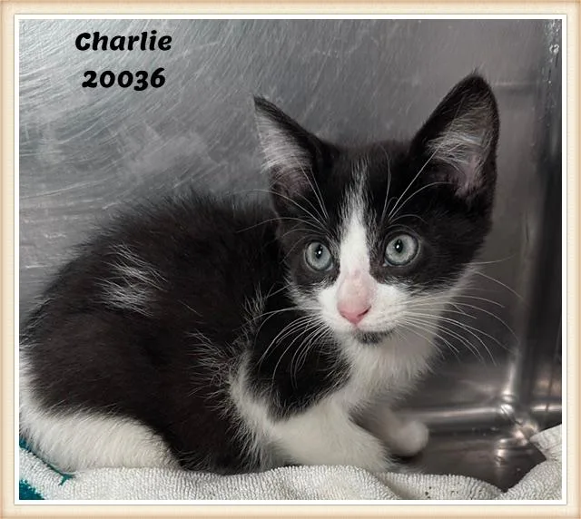 A baby medium-sized male Black & White / Tuxedo Domestic Short Hair cat named Charlie for adoption in Marietta, GA
