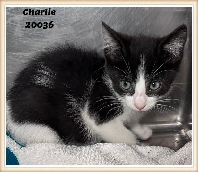 Charlie thumbnail 3