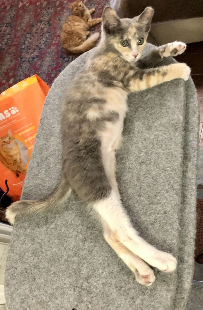 Oasis Napa thumbnail 2