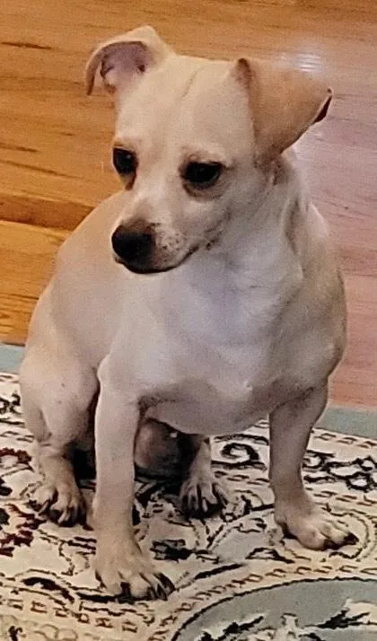 An adult small-sized male Chihuahua dog named Larry for adoption in Chattanooga, TN