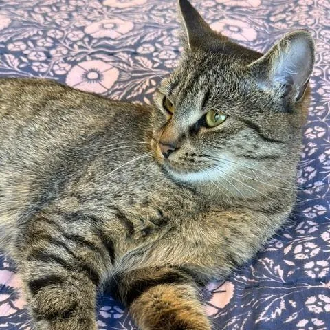 An adult small-sized female Brown / Chocolate American Shorthair cat named Sylvie for adoption in Westport, CT