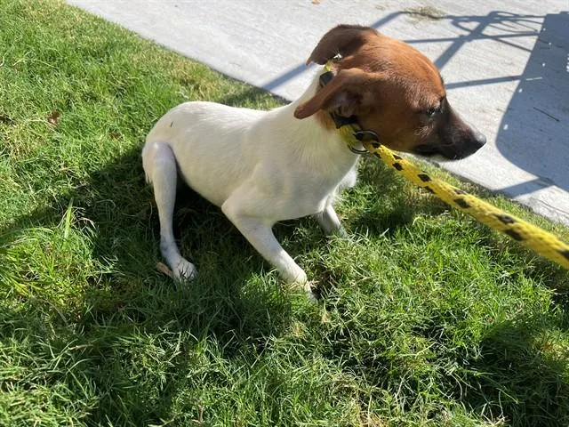 A young small-sized female Parson Russell Terrier dog named Jackie for adoption in Garland, TX
