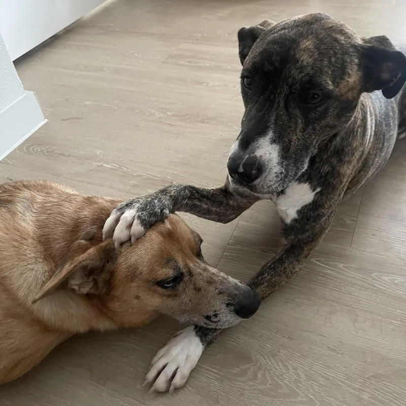 A young medium-sized female Catahoula Leopard Dog dog named Ellie for adoption in Spring, TX