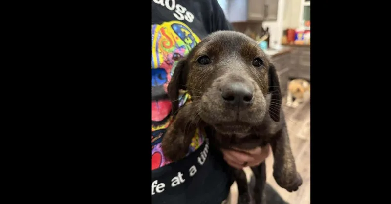 Girl Scout Cookies: Toffeetastic