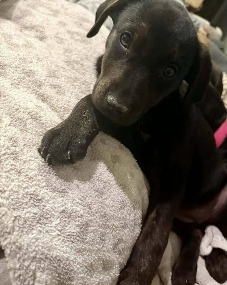 Girl Scout Cookies: Toffeetastic thumbnail 2