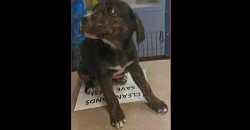 Girl Scout Cookies: Toffeetastic thumbnail 4