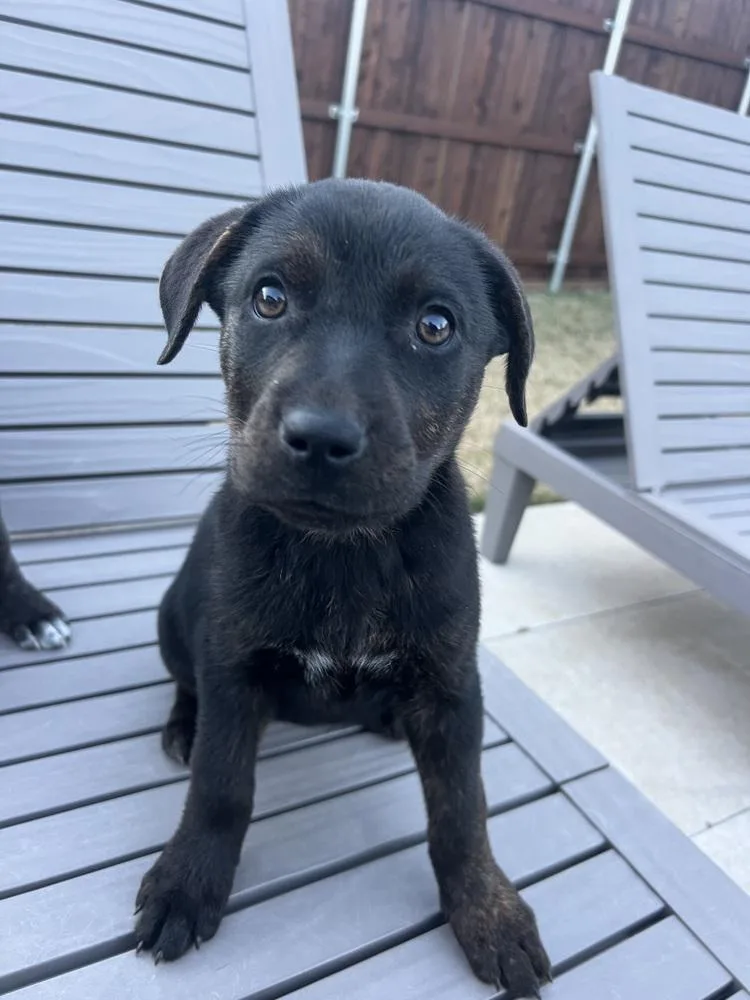 Girl Scout Cookies: Toffeetastic thumbnail 5