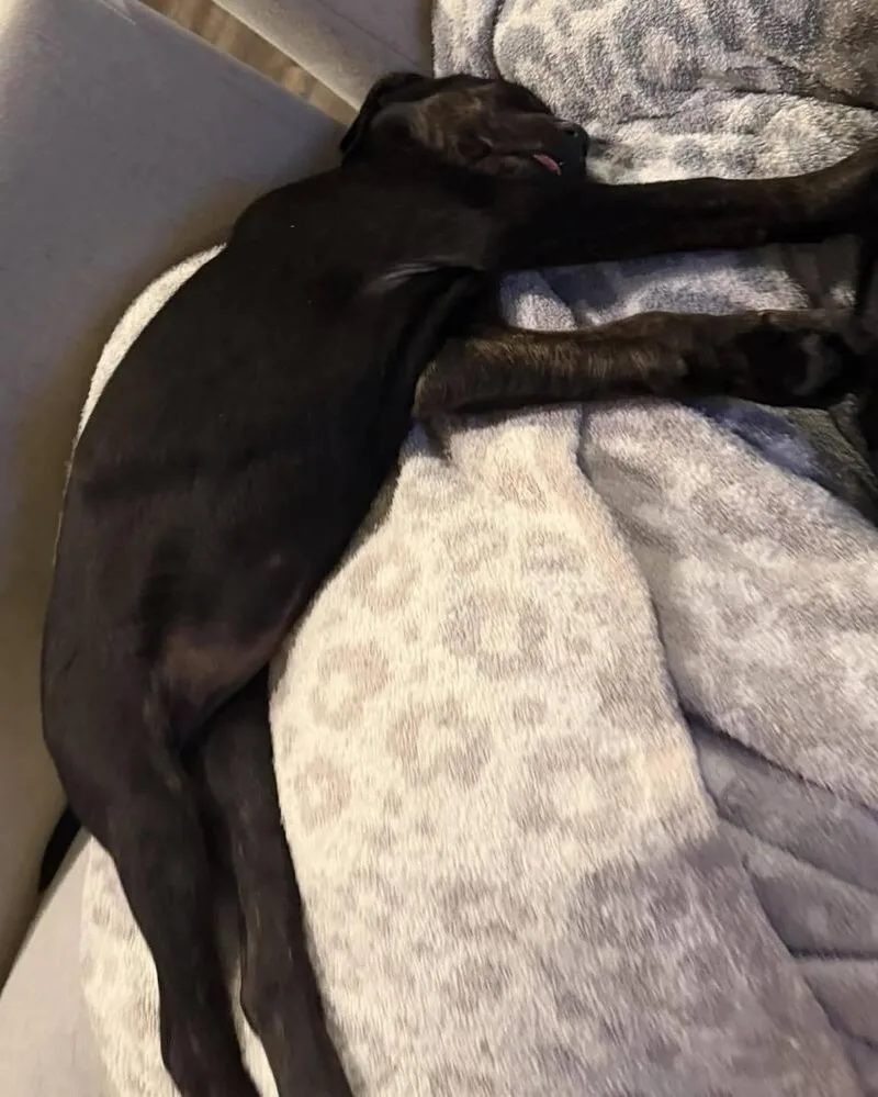 Girl Scout Cookies: Toffeetastic thumbnail 6