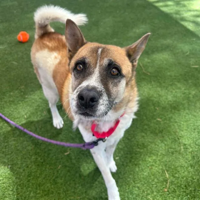 A senior medium-sized male Akita dog named Purnell for adoption in Las Vegas, NV