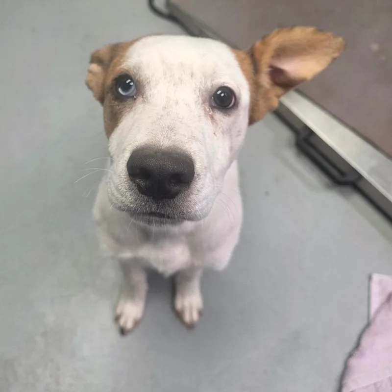 A baby small-sized female White / Cream Mixed Breed dog named Bingo for adoption in Duncan, OK