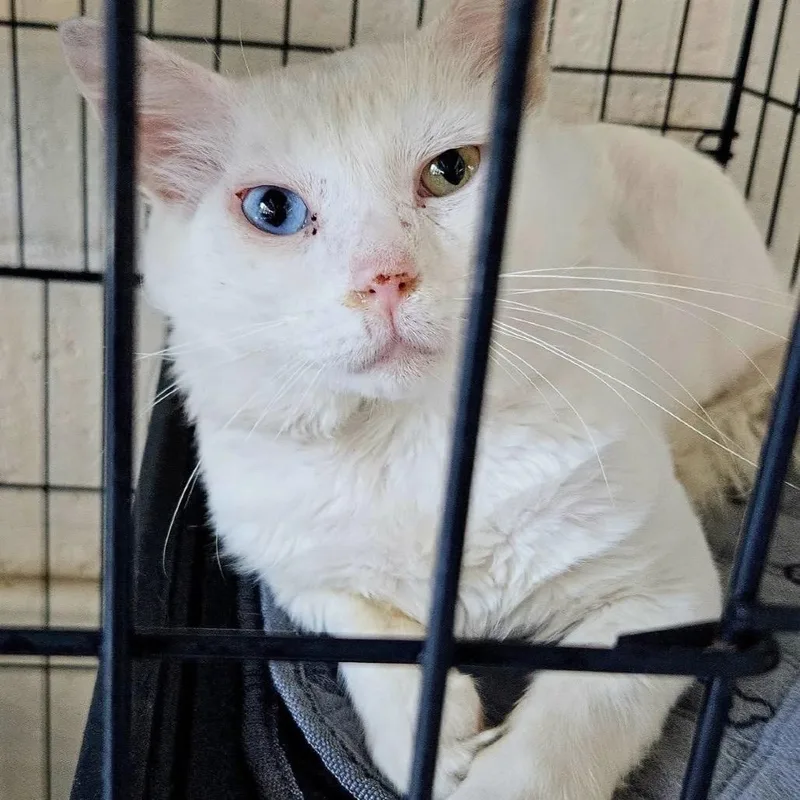 A senior large-sized male White Domestic Medium Hair cat named Marble for adoption in Huntington, WV