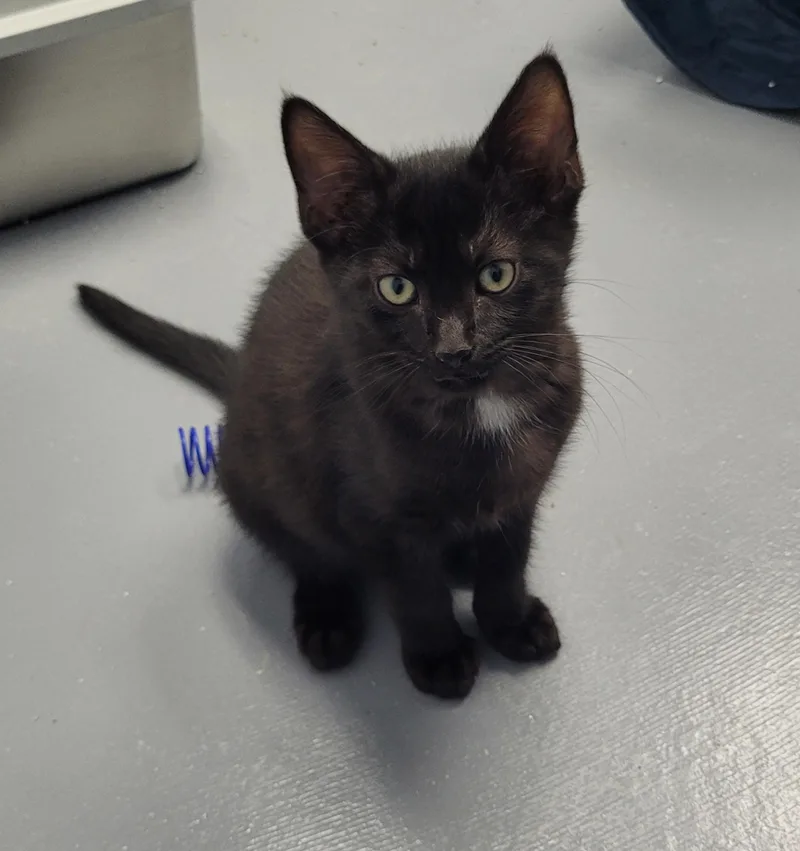 A baby small-sized male Black Domestic Short Hair cat named Ash for adoption in Morganton, NC