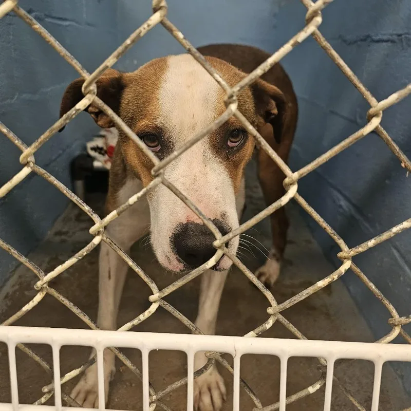 An adult small-sized male White / Cream Mixed Breed dog named Chance for adoption in Pulaski, TN