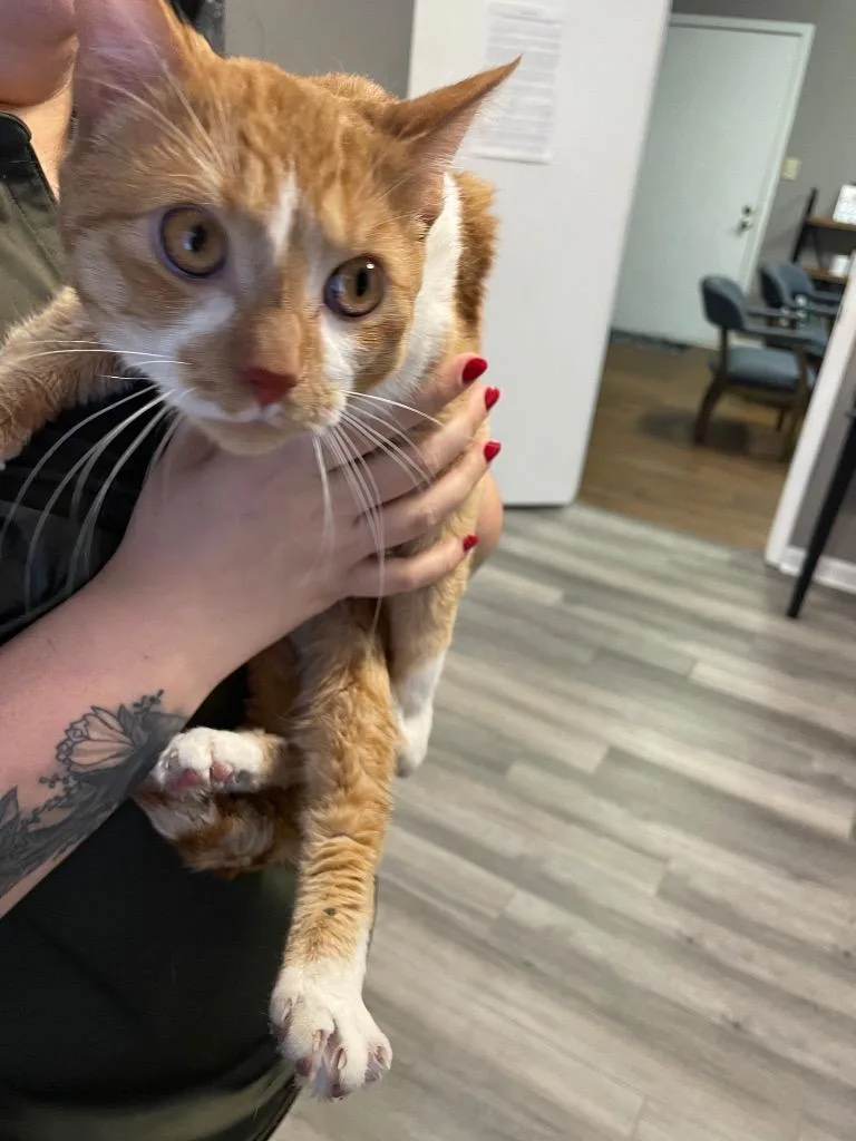 A young medium-sized male Domestic Medium Hair cat named Socks for adoption in Clarksville, TN