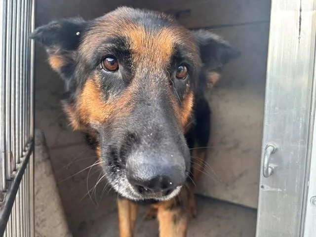 An adult large-sized female German Shepherd Dog dog named Denali for adoption in Garland, TX