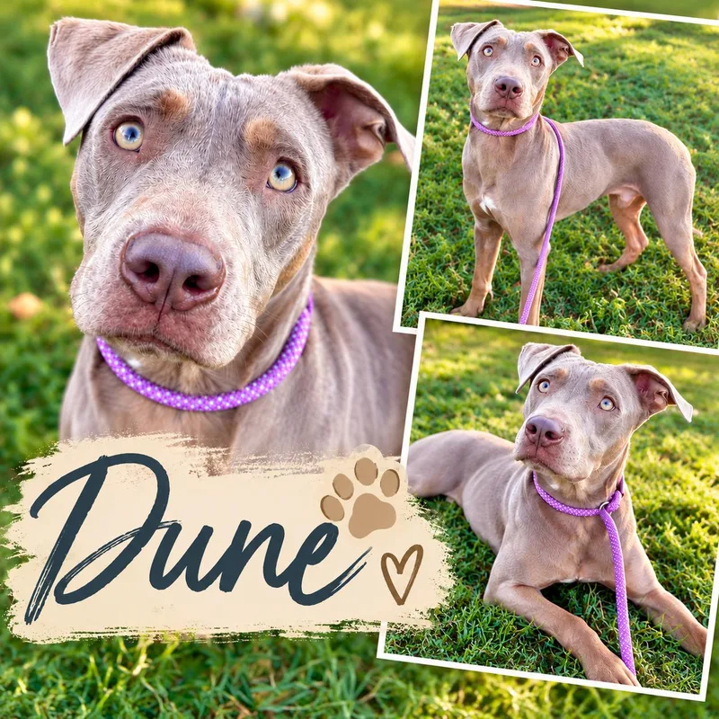 An adult large-sized male Gray / Blue / Silver Weimaraner dog named Dune for adoption in St. Louis, MO