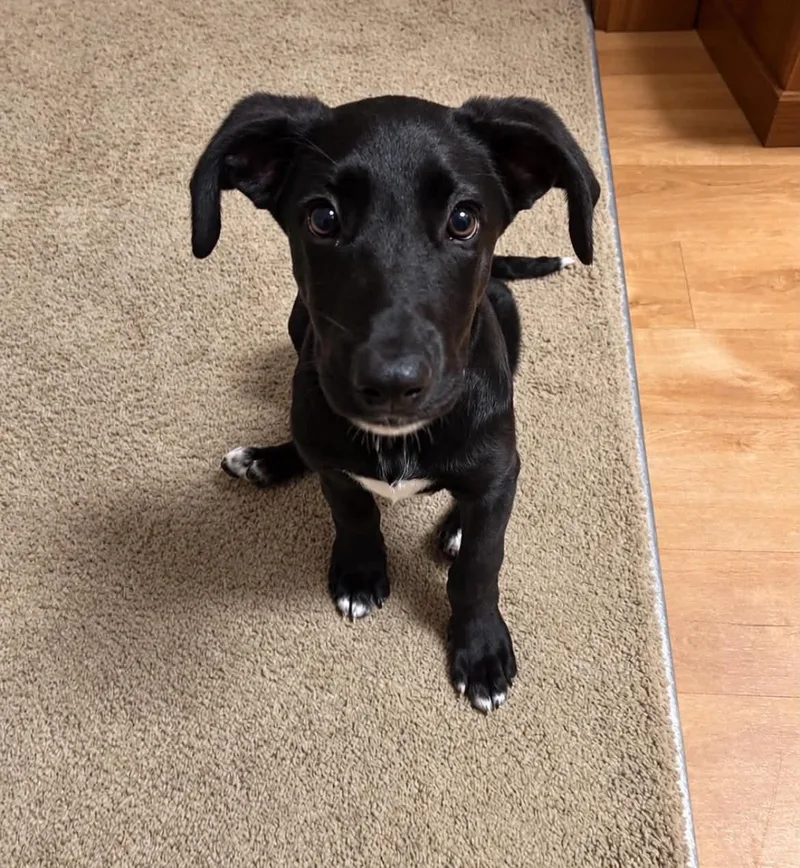 A baby medium-sized male Black Labrador Retriever dog named Salem for adoption in Grand Rapids, MI