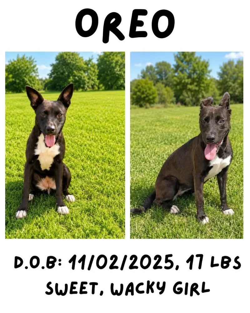 Oreo thumbnail 2