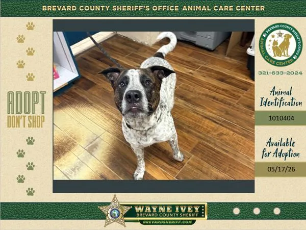An adult large-sized male Mixed Breed dog named Dallas for adoption in Melbourne, FL