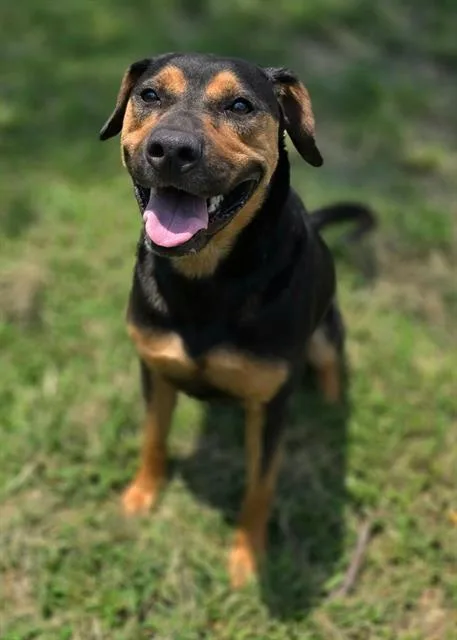 An adult medium-sized female Mixed Breed dog named Emily for adoption in Columbia, SC