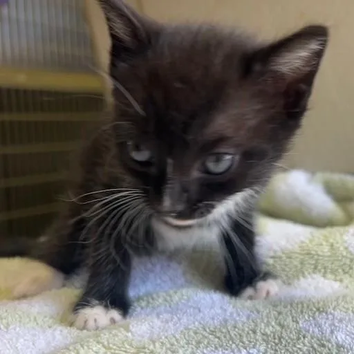 A baby small-sized female Black & White / Tuxedo Domestic Short Hair cat named Guacamole for adoption in Margate, FL