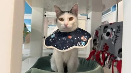An adult medium-sized female Domestic Short Hair cat named Ruby for adoption in Sultan, WA