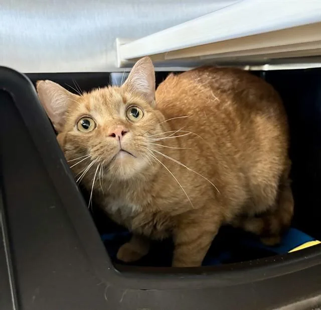 An adult medium-sized male Domestic Short Hair cat named Jax for adoption in Kalamazoo, MI