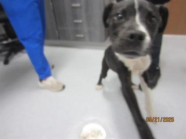 A young small-sized male Staffordshire Bull Terrier dog named A for adoption in Ocala, FL