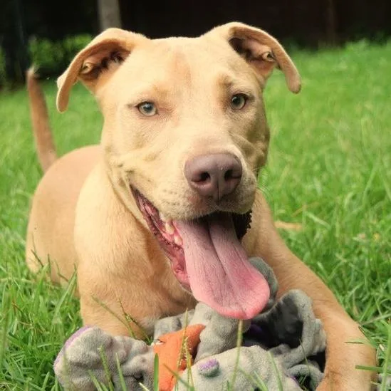 A young medium-sized male Pit Bull Terrier dog named Magnus for adoption in Birmingham, AL