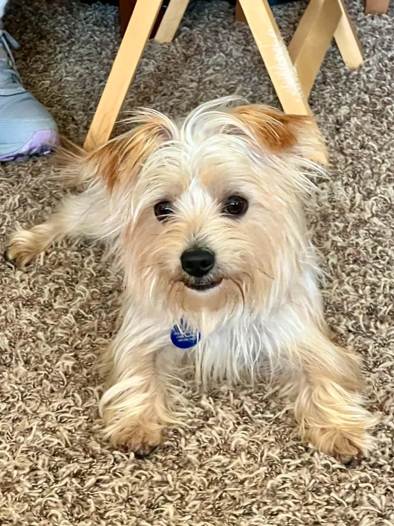 A young small-sized male Yellow / Tan / Blond / Fawn Terrier dog named Nugget for adoption in Cedar Rapids, IA