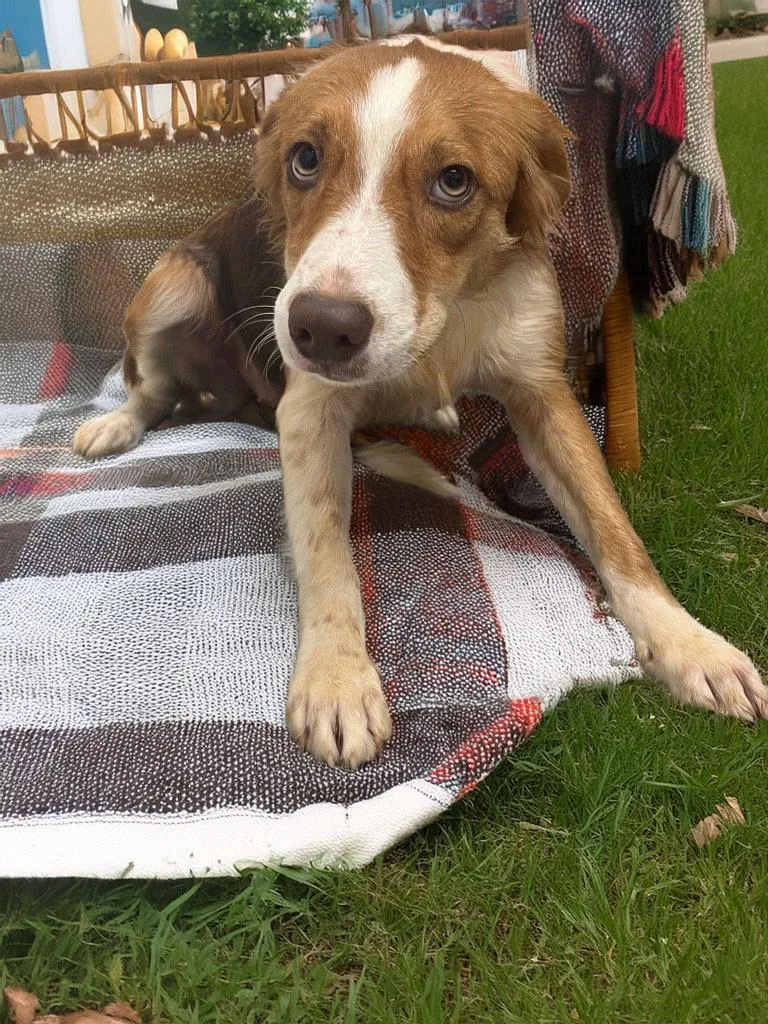 A young medium-sized female Australian Shepherd dog named Acacia for adoption in Lavonia, GA