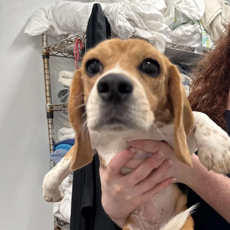 An adult small-sized female Yellow / Tan / Blond / Fawn Beagle dog named Oatmeal aka UAI for adoption in LOXAHATCHEE, FL