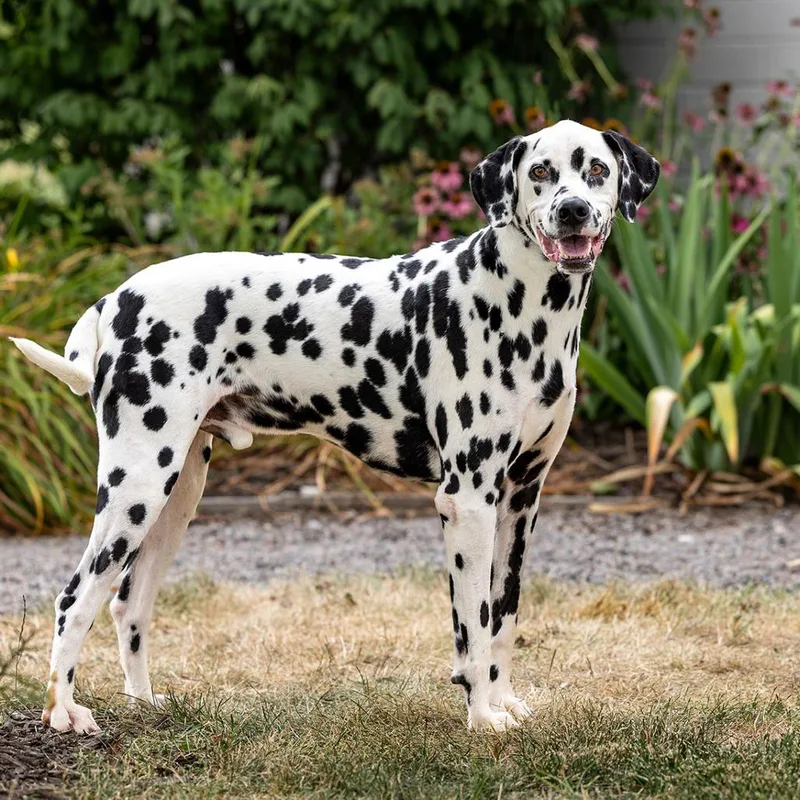 An adult large-sized male White / Cream Dalmatian dog named Astro for adoption in Council Bluffs, IA