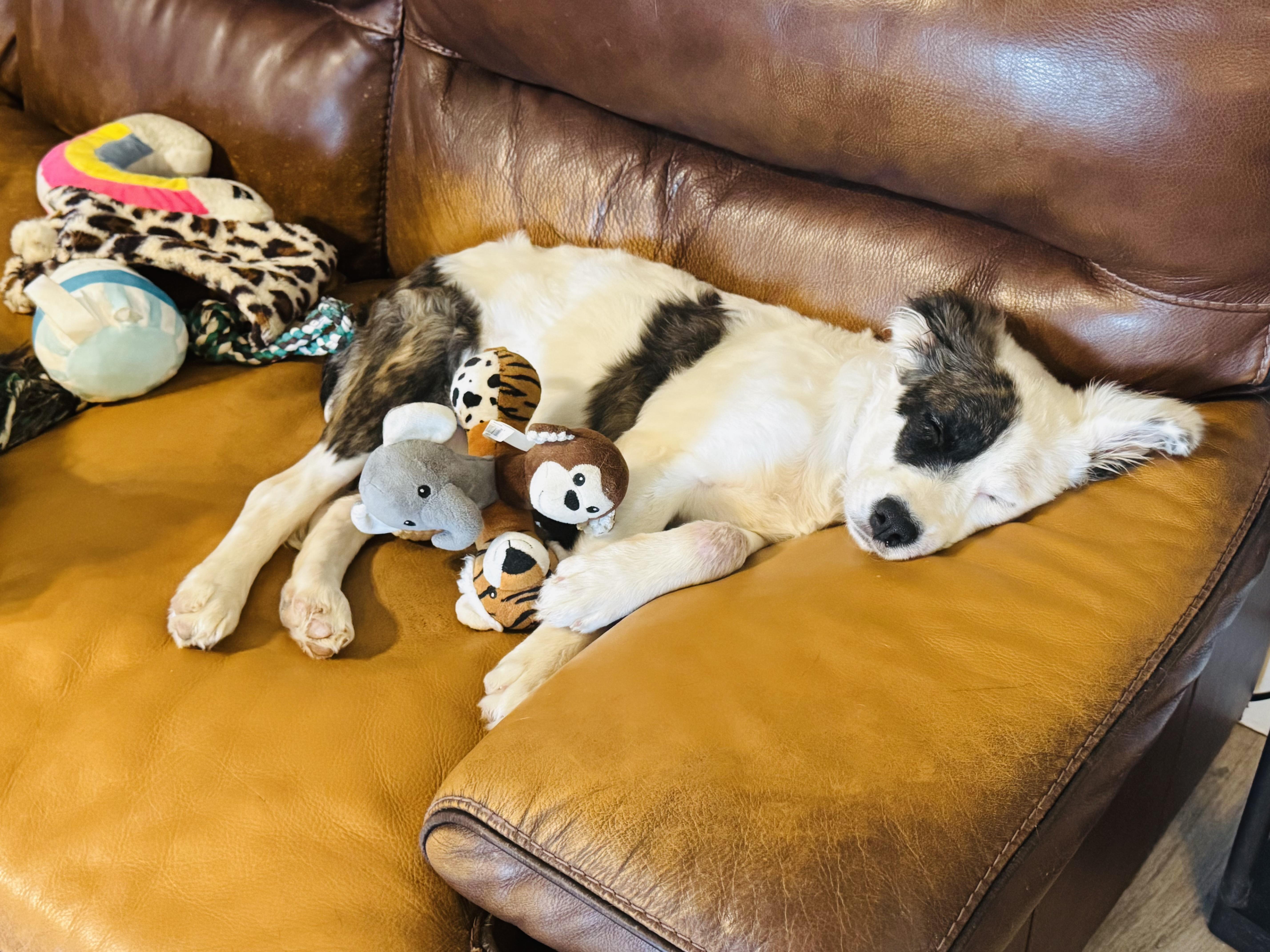 A baby large-sized female Australian Shepherd dog named Poppy for adoption in Van Nuys, CA