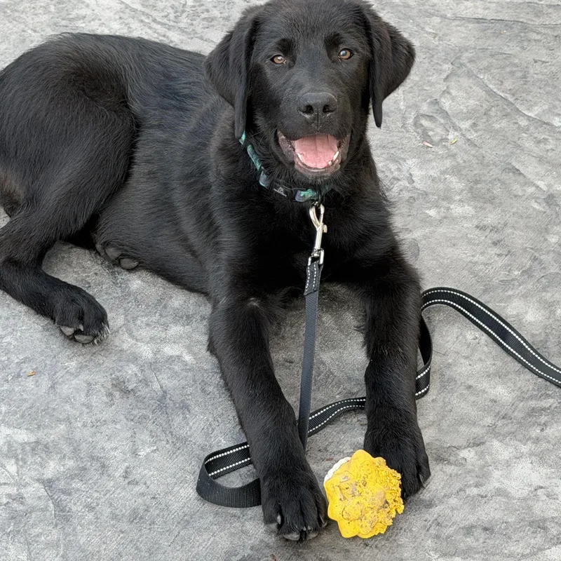 Murphy